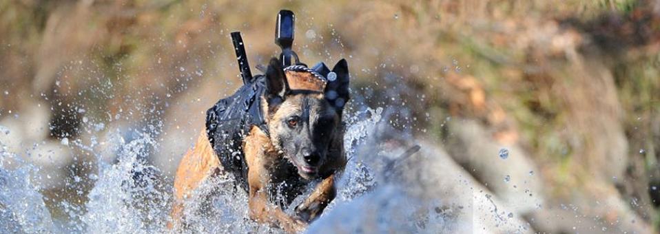 war dogs cujo