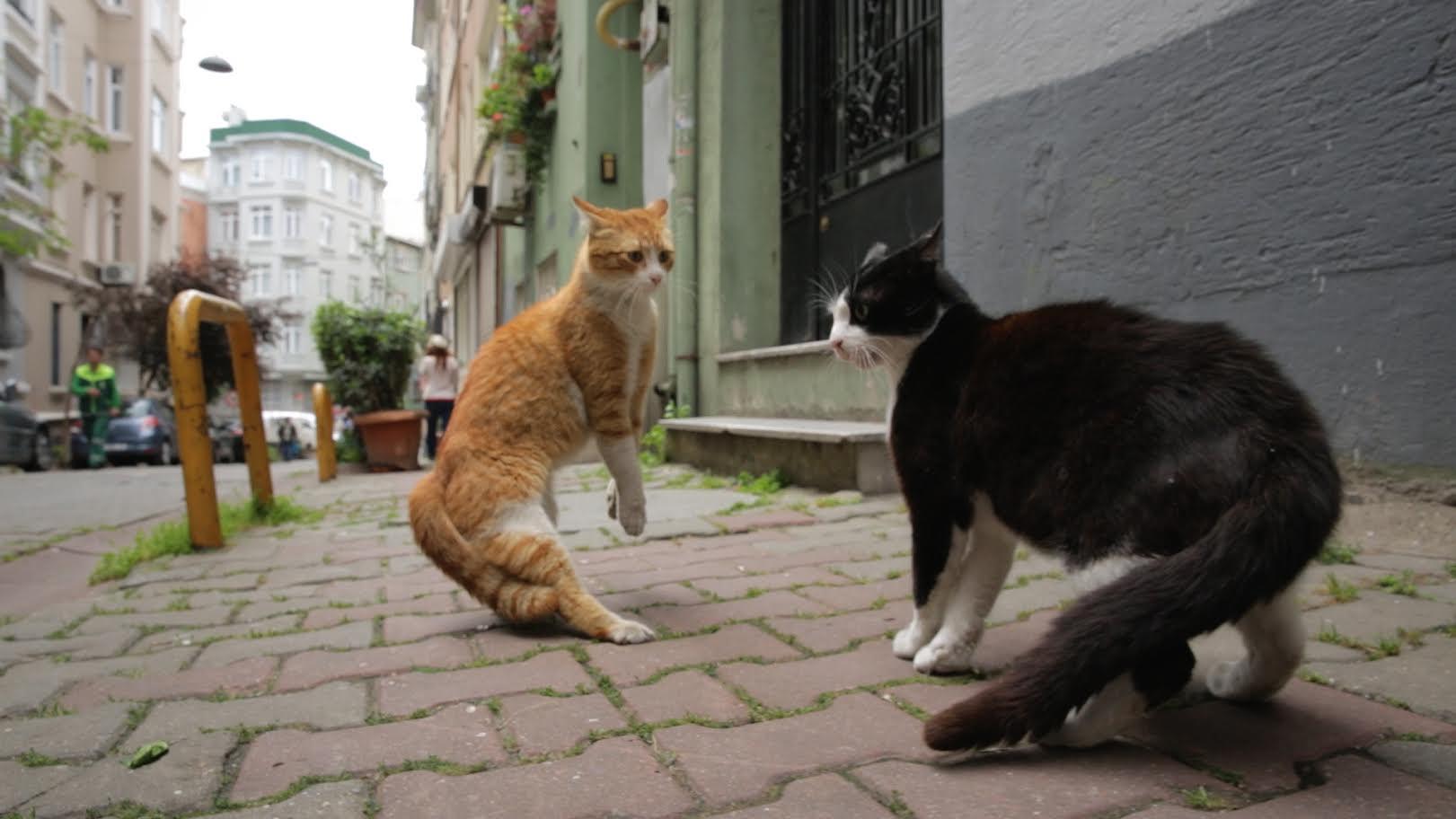 kedi cat fight