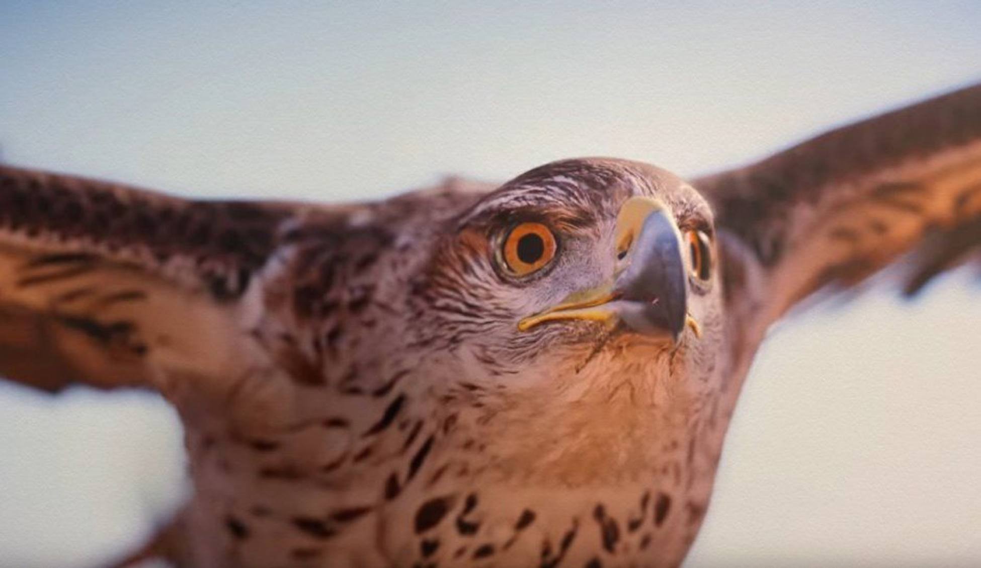 Assassin's Creed: Origins Eagle